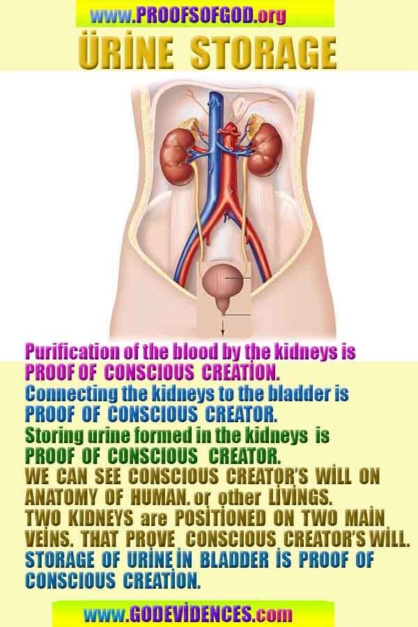 proofs of god, evidences of God     